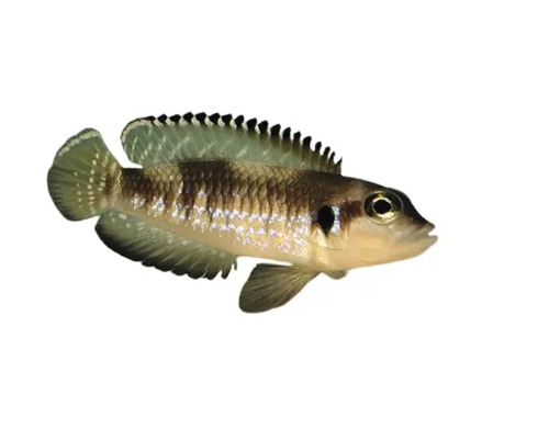 Schwimmender Schlankcichlide für Aquarien