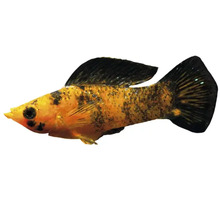 Goldmolly Fisch mit schwarzen Flecken