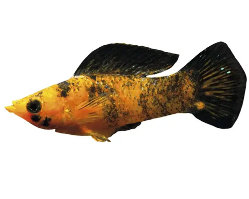 Goldmolly Fisch mit schwarzen Flecken