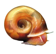 Apfelschnecke für das Aquarium