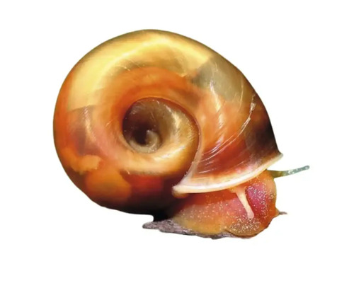 Apfelschnecke für das Aquarium