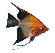 Rotrückiger Segelflosser für Aquarien