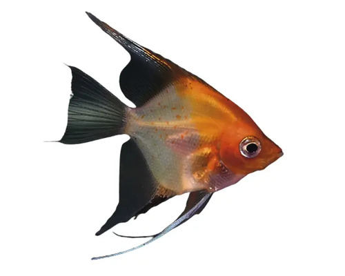 Rotrückiger Segelflosser für Aquarien