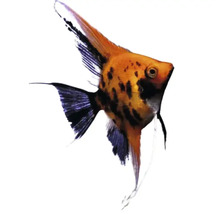 Ein einzelner Segelflosser Fisch mit Musterung
