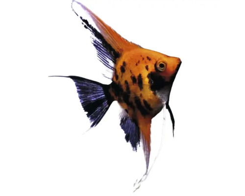 Ein einzelner Segelflosser Fisch mit Musterung