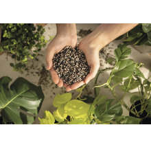 Hände halten Blähton für Pflanzen vor diversen Zimmerpflanzen