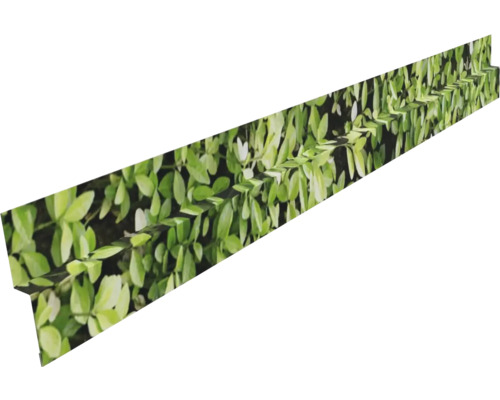 Im Bild ist eine grüne Heckenpflanze zu sehen.