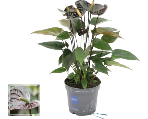 Flamingoblume/ Anthurie FloraSelf Anthurium andreanum 'Black Love' H 10-20 cm Ø 12 cm Topf Flamingoblume/ Anthurie FloraSelf Anthurium andreanum 'Black Love' H 10-20 cm Ø 12 cm Topf