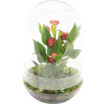 Anthurie in einem Glas-Pflanzgefäß