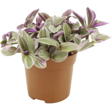 Zimmerpflanze Tradescantia im Topf