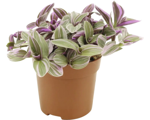 Zimmerpflanze Tradescantia im Topf