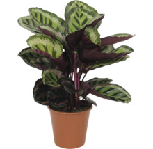 Gebetspflanze im Topf