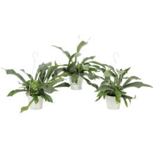 Drei Hängepflanzen in weißen Töpfen