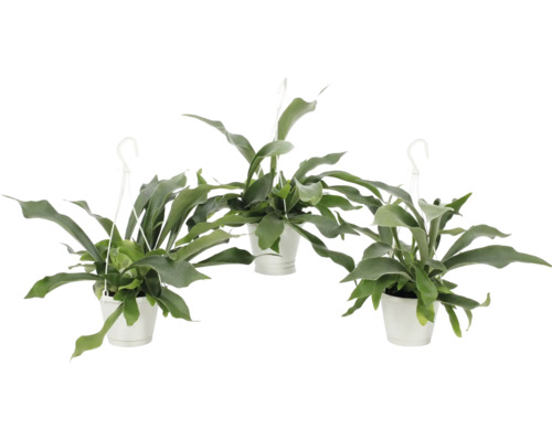 Drei Hängepflanzen in weißen Töpfen