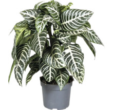 Zimmerpflanze Zebra-Pflanze im Topf