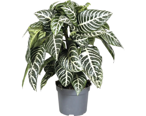 Zimmerpflanze Zebra-Pflanze im Topf