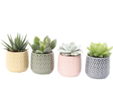 Vier Sukkulenten in dekorativen Töpfen