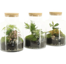 Drei Mini-Terrarien unter Glas mit Korkdeckel und verschiedenen Pflanzen
