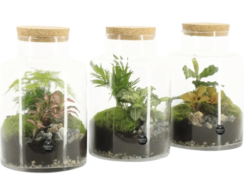 Drei Mini-Terrarien unter Glas mit Korkdeckel und verschiedenen Pflanzen