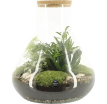 Terrarium mit Pflanzen und Korkdeckel