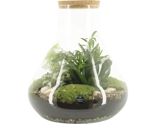 Terrarium mit Pflanzen und Korkdeckel