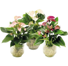 Drei Anthurienpflanzen in Glasvasen