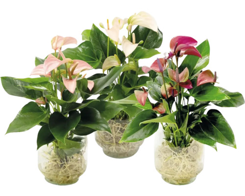 Drei Anthurienpflanzen in Glasvasen