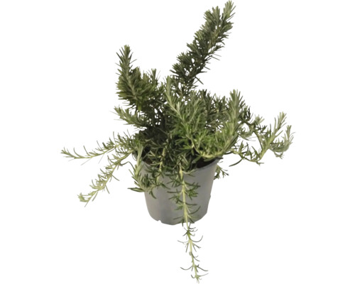 Rosmarinpflanze im Topf