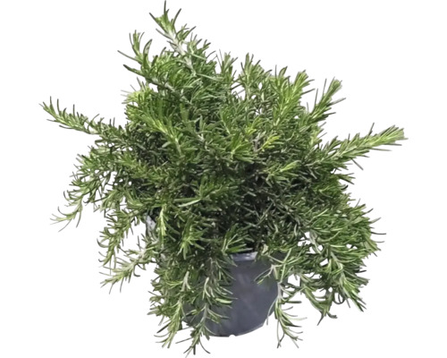 Rosmarinpflanze im Topf