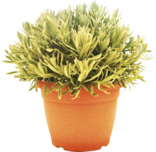Lavendel im Topf