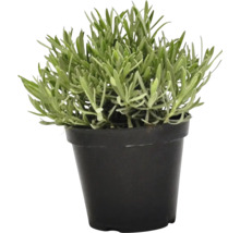 Lavendel im Topf