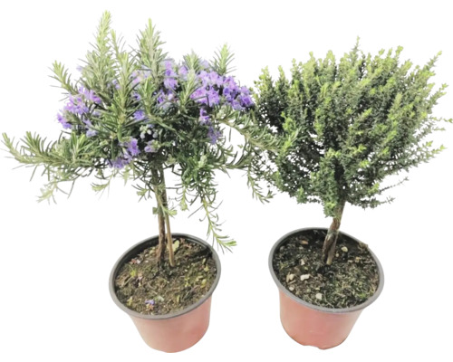 Zwei Topfpflanzen: Rosmarin mit lila Blüten und eine weitere grüne Pflanze
