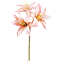 Lilienblüten auf einem Stiel