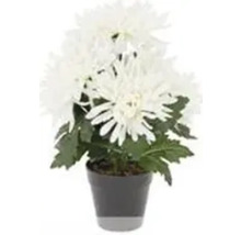 Chrysanthemen im Topf als Grabschmuck