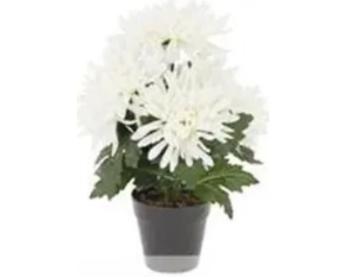Chrysanthemen im Topf als Grabschmuck