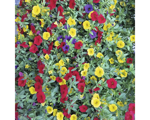 Blütenmeer mit Zauberglöckchen in Gelb, Rot und Violett