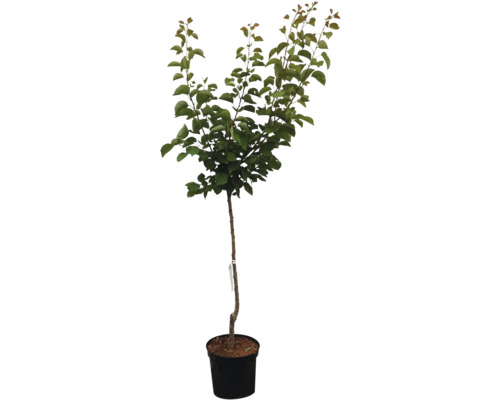 Baum im Topf