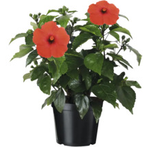 Hibiskus im Topf