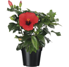 Hibiskus im Topf mit roter Blüte