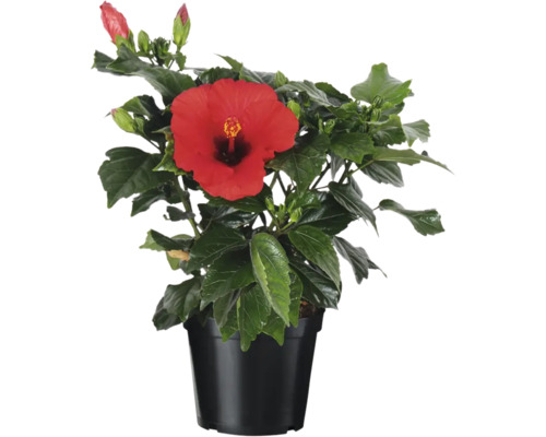 Hibiskus im Topf mit roter Blüte
