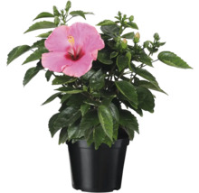 Hibiskus im Topf mit rosa Blüte