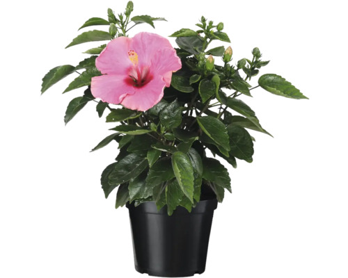 Hibiskus im Topf mit rosa Blüte