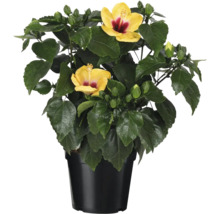 Hibiskus im Topf mit gelben Blüten