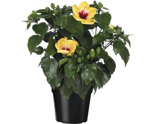 Hibiskus im Topf mit gelben Blüten