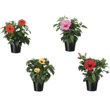 Hibiskus im Topf mit verschiedenen Blütenfarben