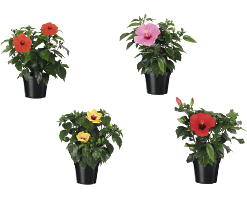 Hibiskus im Topf mit verschiedenen Blütenfarben