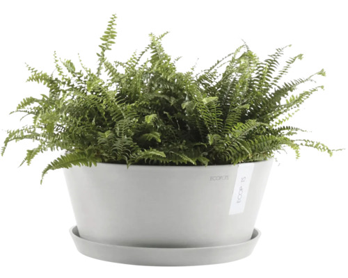Nephrolepis Zimmerpflanze in einem Topf mit Untersetzer