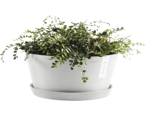Muehlenbeckia Pflanze in weißem Blumentopf mit Untersetzer