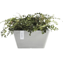 Pflanze im Ecopots Pflanzgefäß