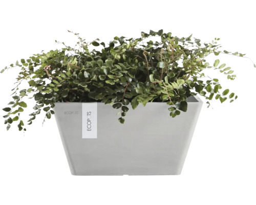 Pflanze im Ecopots Pflanzgefäß